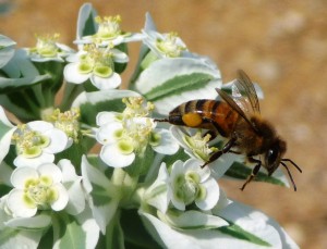 Snow on the Mountain with Honey Bee